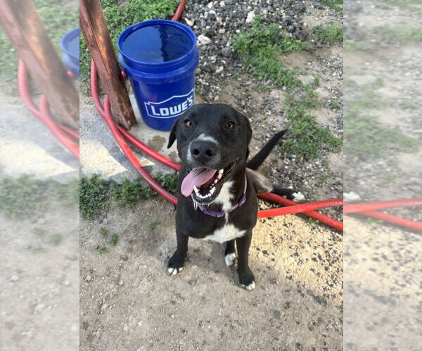 Medium Photo #1 American Pit Bull Terrier-Labrador Retriever Mix Puppy For Sale in Brewster, NY, USA