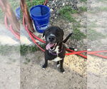 Small American Pit Bull Terrier-Labrador Retriever Mix