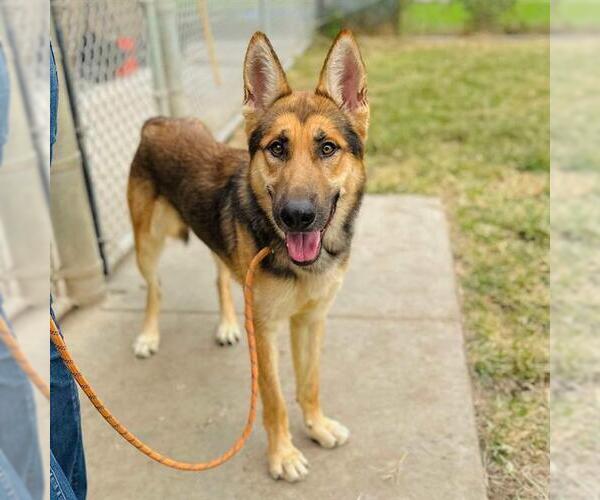 Medium Photo #1 German Shepherd Dog-Unknown Mix Puppy For Sale in Modesto, CA, USA