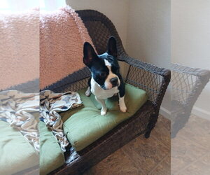 Spike and Jet - Male Faux Frenchbo Bulldog Dog for Adoption - Photo #3