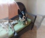 Small Photo #3 Faux Frenchbo Bulldog Puppy For Sale in Eastman, GA, USA