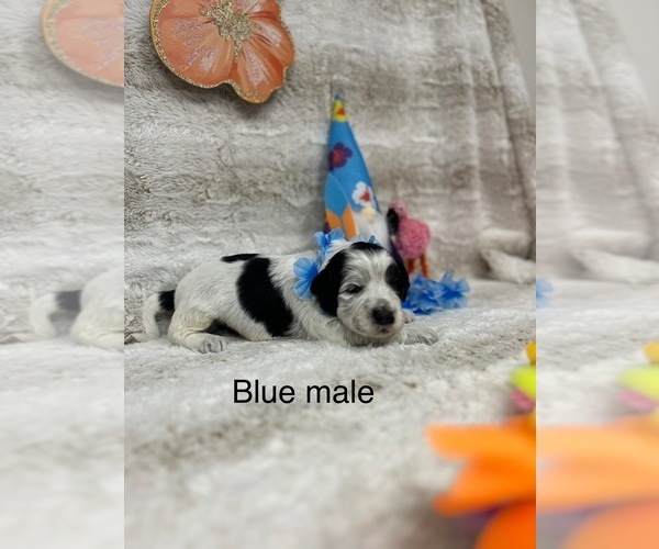 Medium Photo #11 Portuguese Water Dog Puppy For Sale in DES MOINES, IA, USA