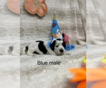 Small #10 Portuguese Water Dog