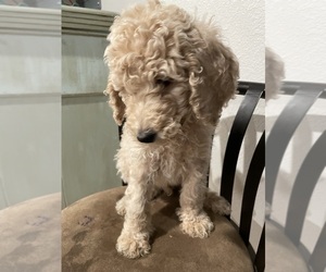 Poodle (Standard) Dog for Adoption in CHEYENNE, Wyoming USA