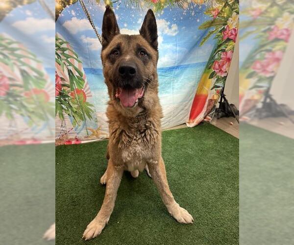 Medium Photo #1 Akita-German Shepherd Dog Mix Puppy For Sale in Globe, AZ, USA
