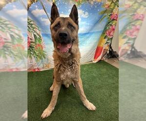 Akita-German Shepherd Dog Mix Dogs for adoption in Globe, AZ, USA