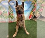 Small Akita-German Shepherd Dog Mix