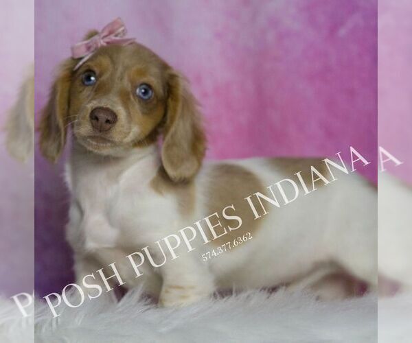 Medium Photo #5 Dachshund Puppy For Sale in WARSAW, IN, USA