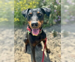 Sonora - Female Rotterman Dog for Adoption - Photo #3