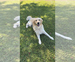 Small Photo #1 Golden Retriever Puppy For Sale in ERNUL, NC, USA