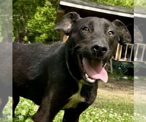 Labrador Retriever-Unknown Mix Dogs for adoption in Bristol, CT, USA
