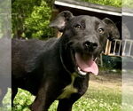 Small Labrador Retriever Mix