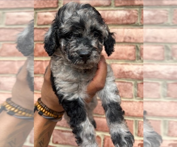 Medium Photo #1 Poodle (Toy) Puppy For Sale in ROCK HILL, SC, USA