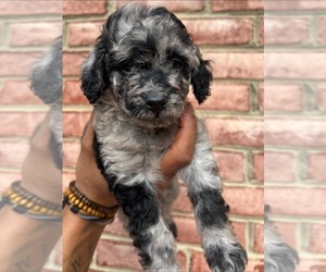 Poodle (Toy) Puppy for Sale in ROCK HILL, South Carolina USA