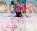 Small #4 French Bulldog