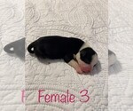 Small Photo #1 Australian Kelpie-Catahoula Leopard Dog Mix Puppy For Sale in SENECA, MO, USA