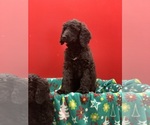 Small Photo #8 Poodle (Standard) Puppy For Sale in WILSONVILLE, OR, USA