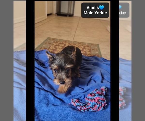 Medium Photo #2 Yorkshire Terrier Puppy For Sale in TUCSON, AZ, USA