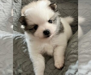 Pomeranian Puppy for sale in LISLE, IL, USA
