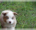 Small Photo #31 Australian Shepherd Puppy For Sale in OZARK, AR, USA