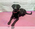 Small #1 Labrador Retriever