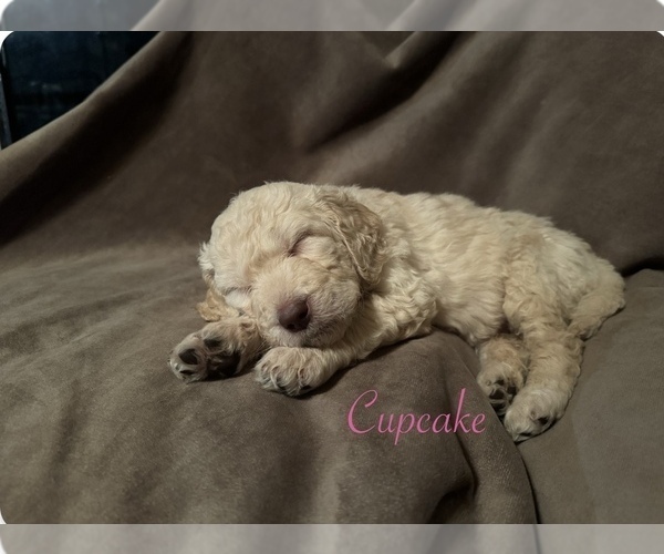 Medium Photo #11 Goldendoodle Puppy For Sale in VANCOUVER, WA, USA