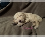 Small Photo #11 Goldendoodle Puppy For Sale in VANCOUVER, WA, USA