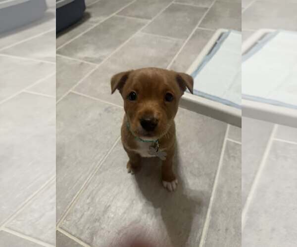 Medium Photo #5 Mutt Puppy For Sale in Holly Springs, NC, USA