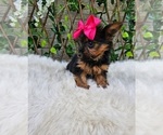 Tiny Tilly - Female Yorkshire Terrier Puppy for Sale - Photo #4