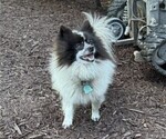 Small Photo #1 Fox Terrier (Smooth) Puppy For Sale in CURTISS, WI, USA