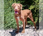 Small #3 American Pit Bull Terrier Mix