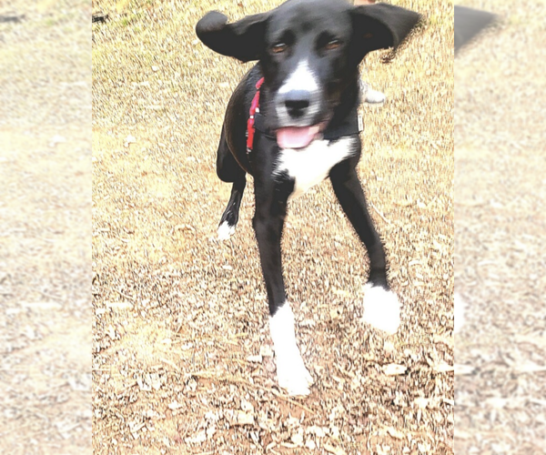 Medium Photo #6 Mutt Puppy For Sale in Candler, NC, USA