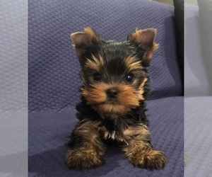 Yorkshire Terrier Puppy for Sale in LAKE STEVENS, Washington USA