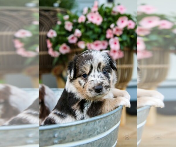 Medium Photo #1 Miniature Australian Shepherd Puppy For Sale in MARYSVILLE, IN, USA