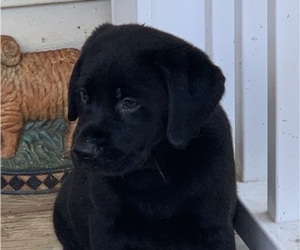 Labrador Retriever Puppy for Sale in SPOTSYLVANIA, Virginia USA
