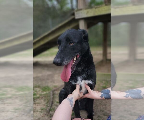 Medium Photo #11 German Shepherd Dog-Unknown Mix Puppy For Sale in Orangeburg, SC, USA