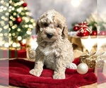 Puppy Ivy Poodle (Miniature)