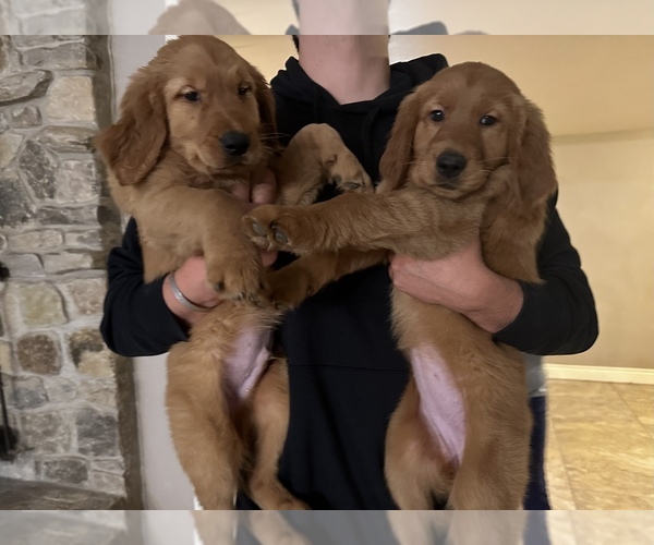 Medium Photo #1 Golden Retriever Puppy For Sale in SAN ANTONIO, TX, USA