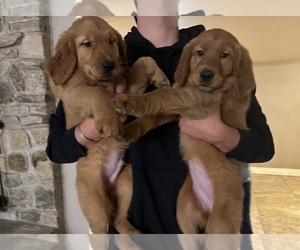 Golden Retriever Puppy for sale in SAN ANTONIO, TX, USA