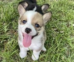 Small #1 Pembroke Welsh Corgi