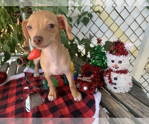 Chipin Puppy for sale in PHOENIX, AZ, USA
