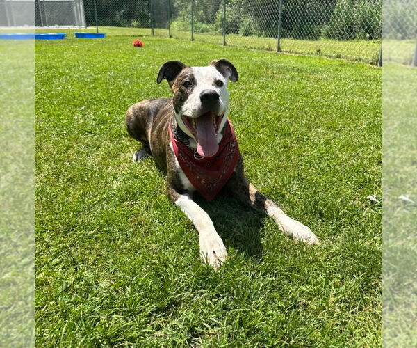 Medium Photo #3 American Pit Bull Terrier-Unknown Mix Puppy For Sale in Muskegon, MI, USA
