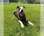 Small #2 American Pit Bull Terrier Mix