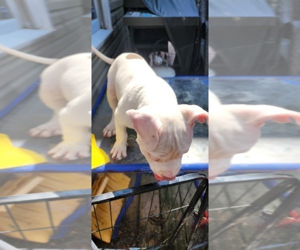 Medium Photo #19 American Bully Puppy For Sale in HARRISBURG, PA, USA
