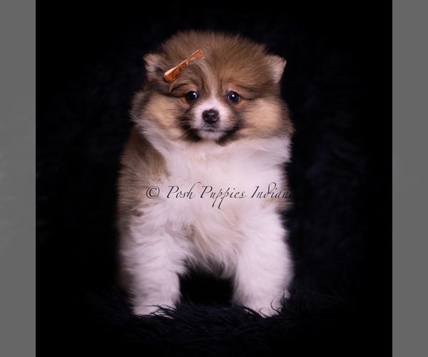 Medium Photo #55 Pomeranian Puppy For Sale in WARSAW, IN, USA