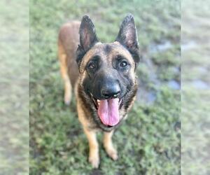 German Shepherd Dog Dogs for adoption in Riverside, CA, USA