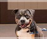 Small #13 American Staffordshire Terrier Mix