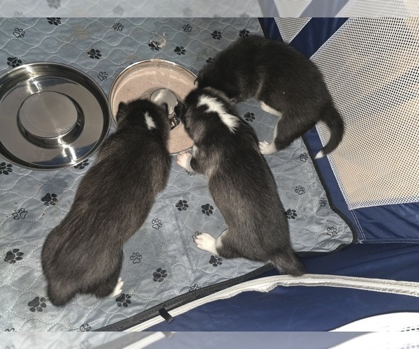 Medium Photo #98 Siberian Husky Puppy For Sale in ALTON, IL, USA