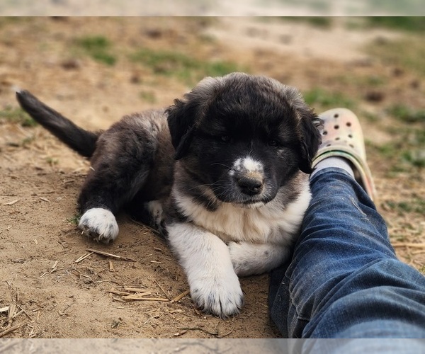 Medium Photo #12 Anatolian Shepherd Puppy For Sale in CUMBY, TX, USA