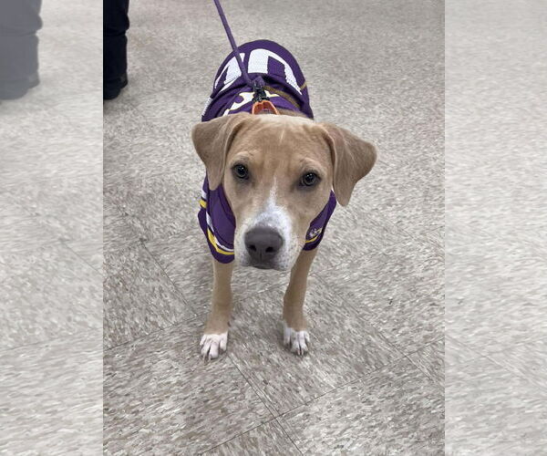 Medium Photo #1 American Pit Bull Terrier-Unknown Mix Puppy For Sale in Minneapolis, MN, USA